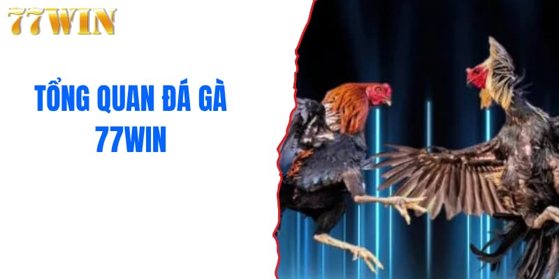 Thông tin đá gà 77WIN