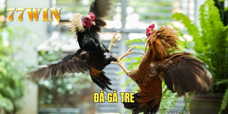 Hình thức đá gà tre được nhiều người yêu thích tại 77WIN