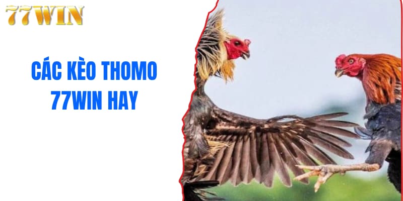 Các kèo Thomo 77WIN hay