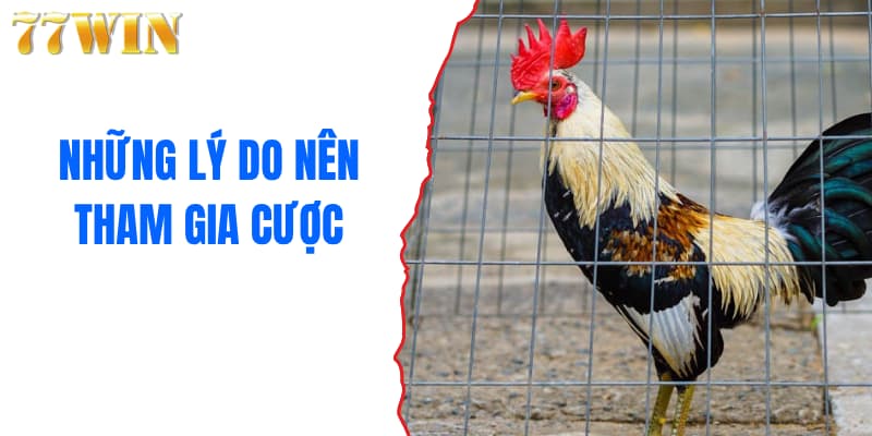 Những lý do nên tham gia cược