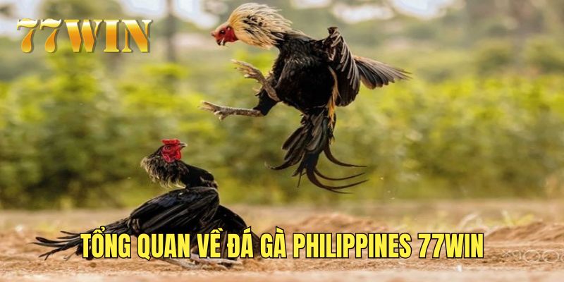 Tìm hiểu về đá gà Philippines 77WIN